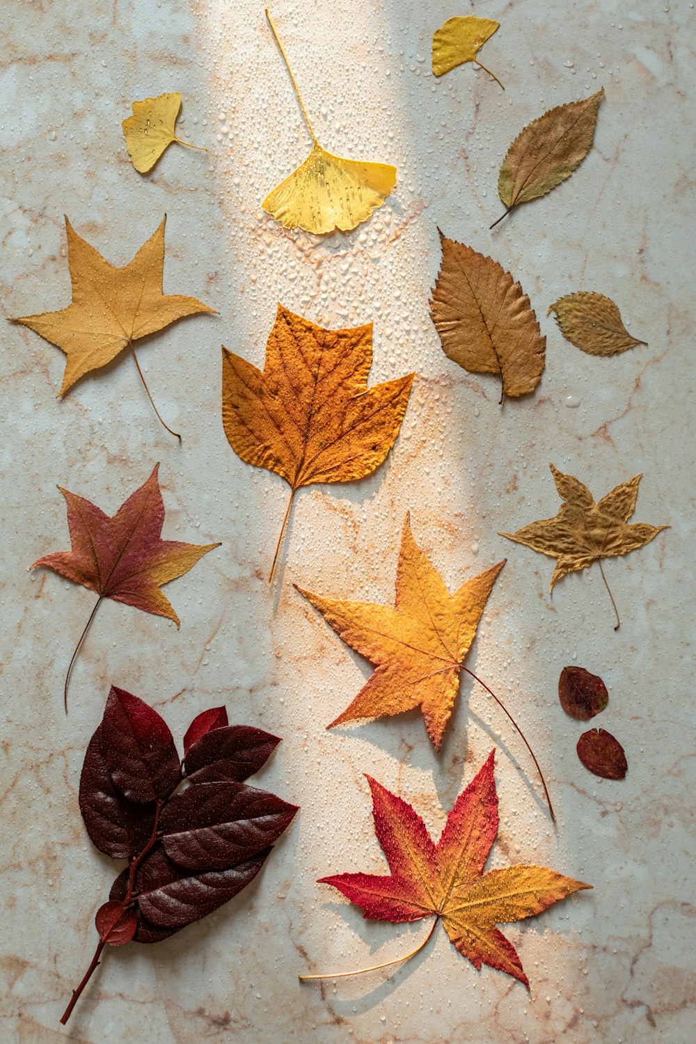 brown and red leaves on white snow flakes