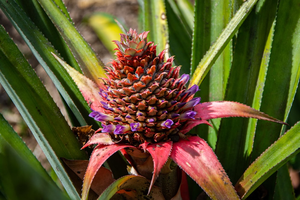 red and green flower in close up photography