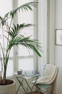 green potted plant on table