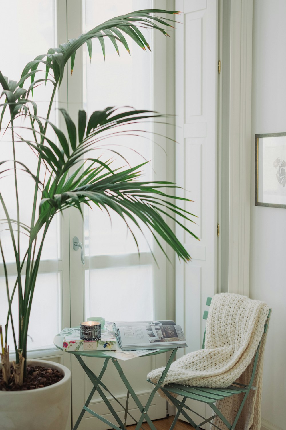 green potted plant on table