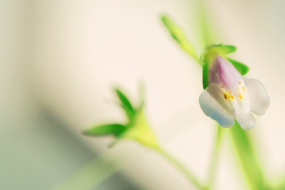 white and purple flower in macro lens