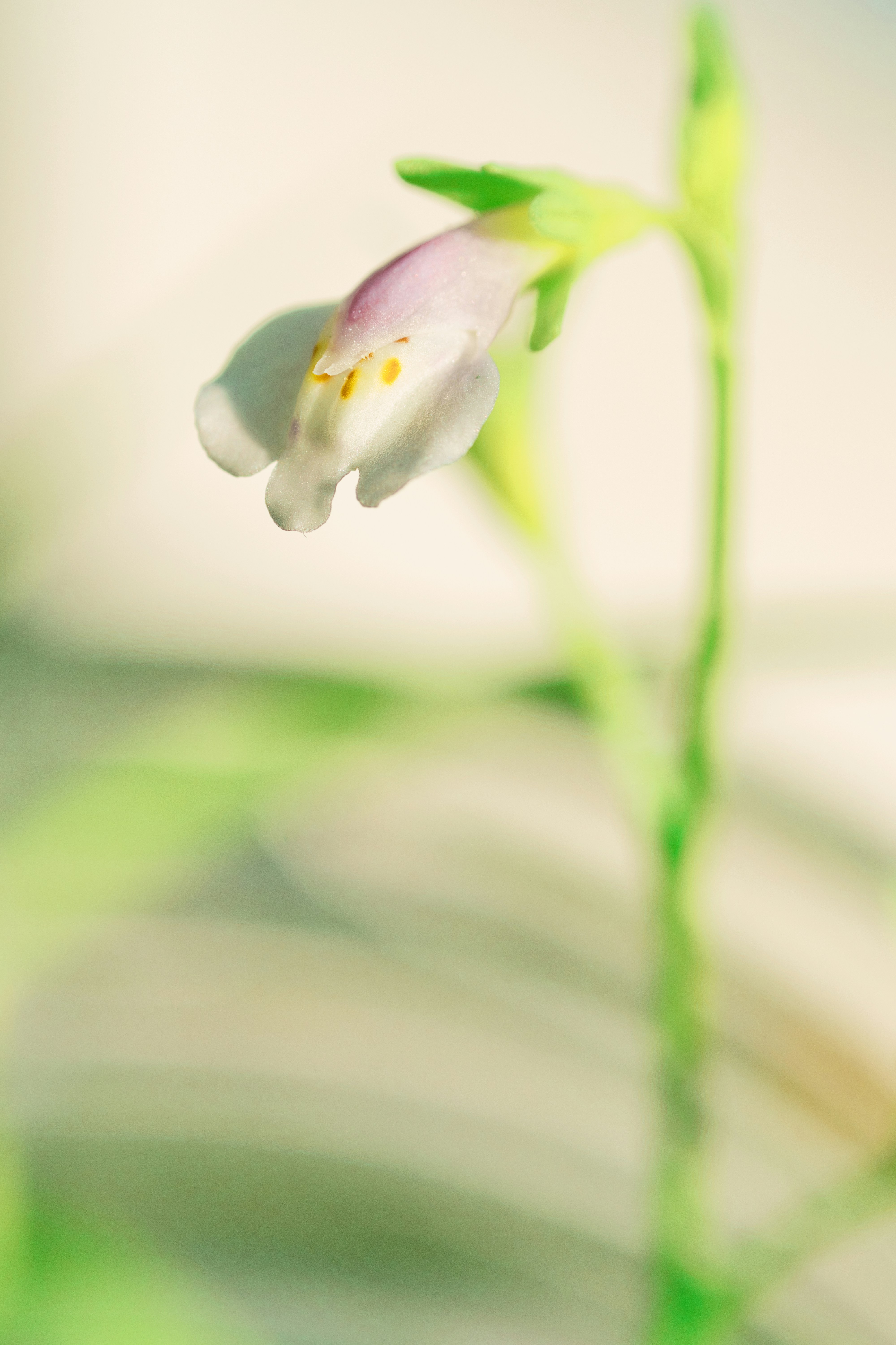 Photo by thomaskinto