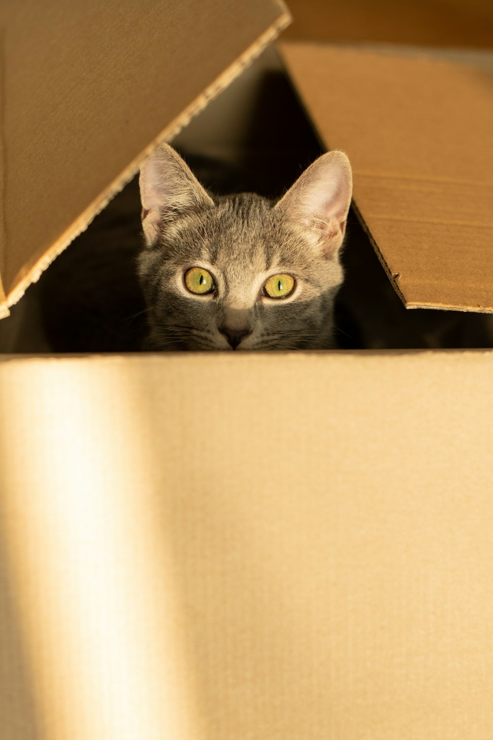 silver tabby cat in brown cardboard box