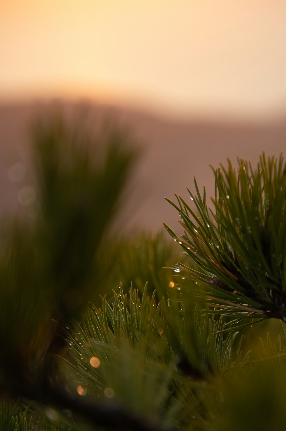 green plant in close up photography during daytime