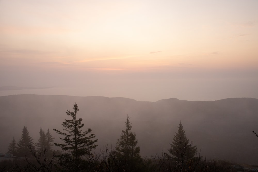 green trees on mountain during daytime