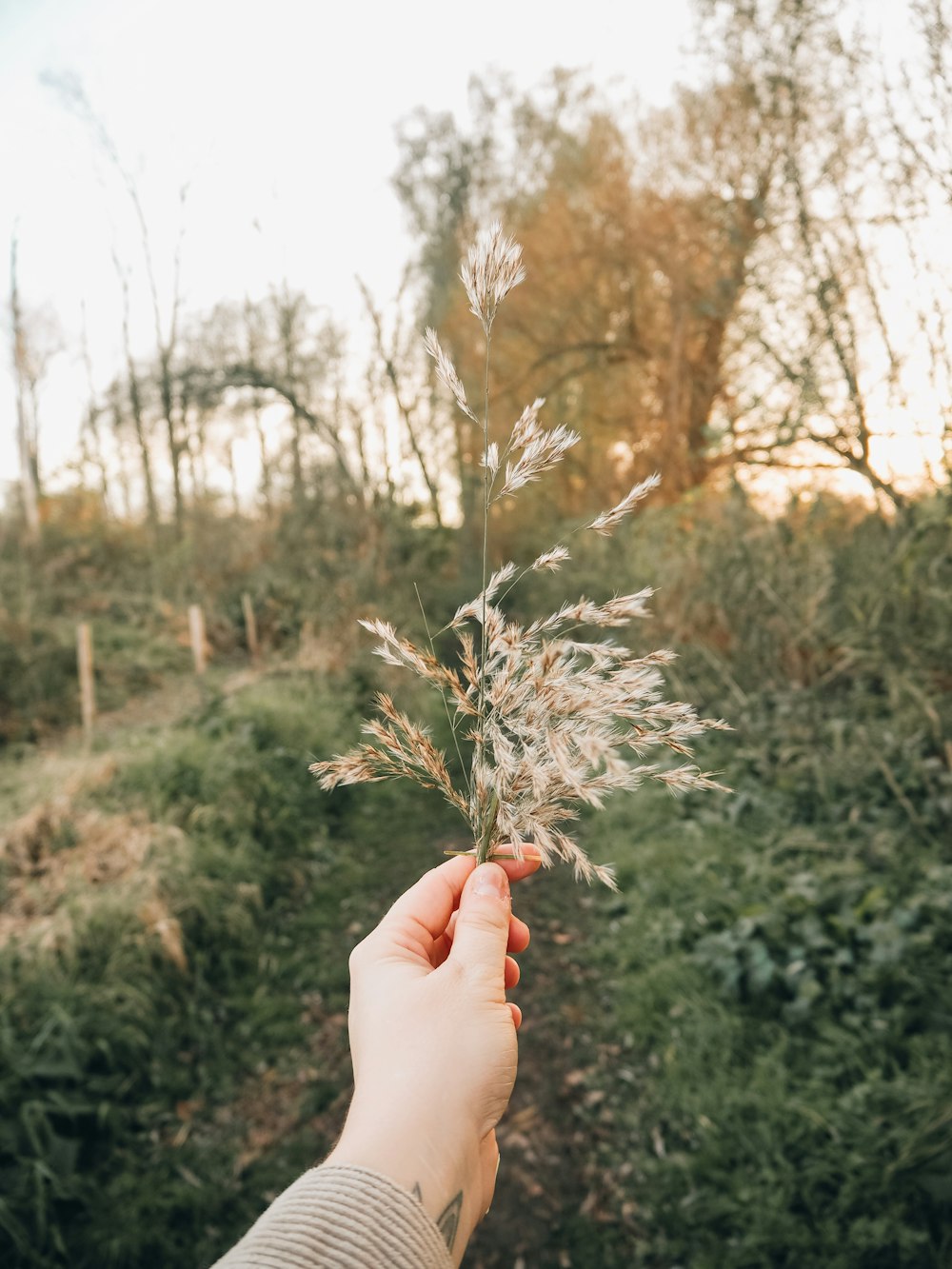 person holding green and brown plant during daytime