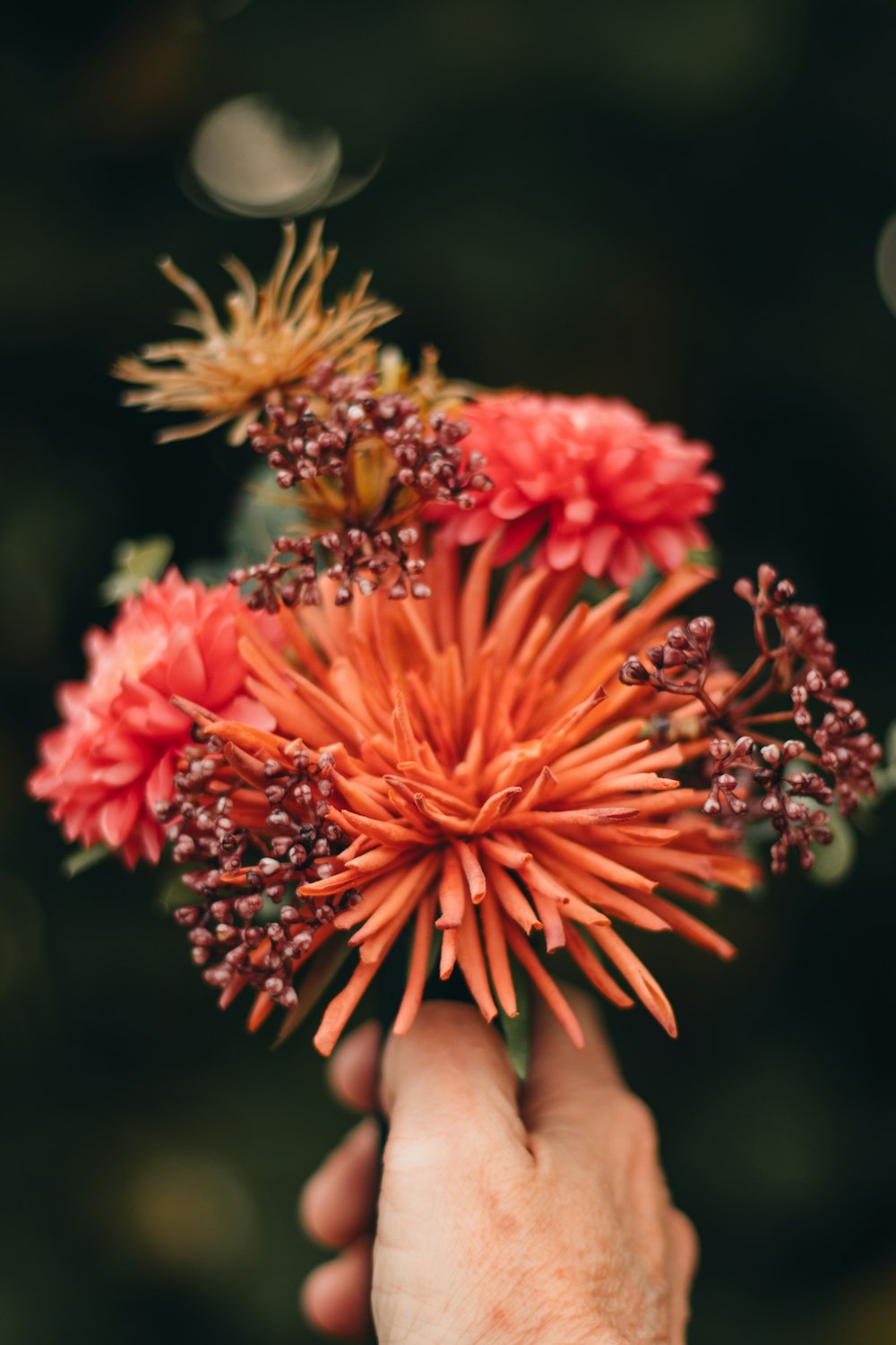 red and yellow flower in persons hand