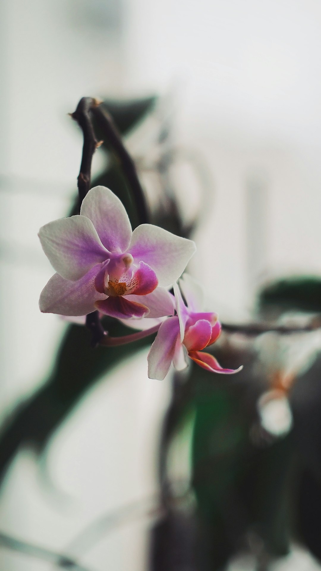 white and purple moth orchids in bloom during daytime