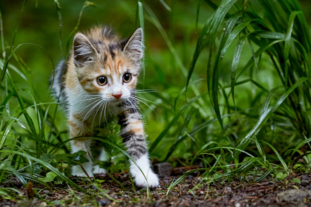 brown and white cat on ground