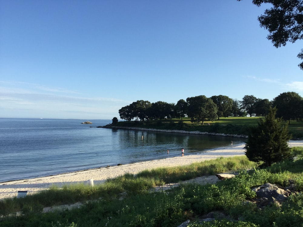 alberi verdi vicino allo specchio d'acqua durante il giorno