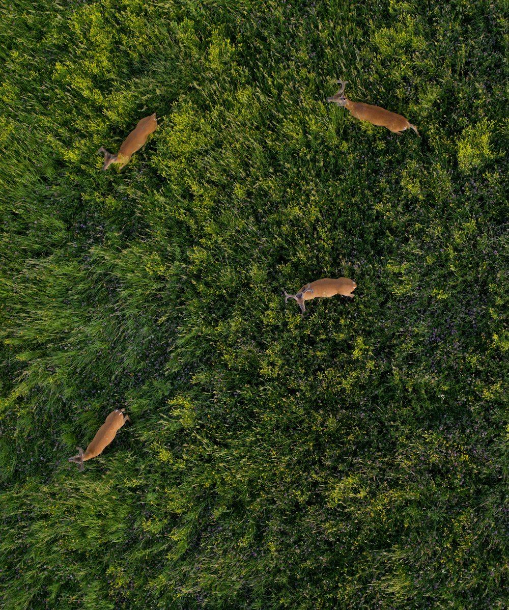 brown fish on green grass field during daytime