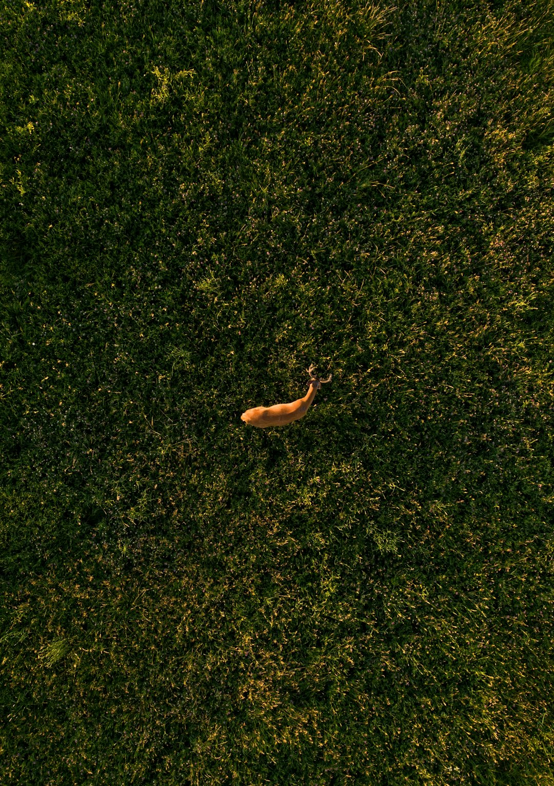 brown leaf on green grass
