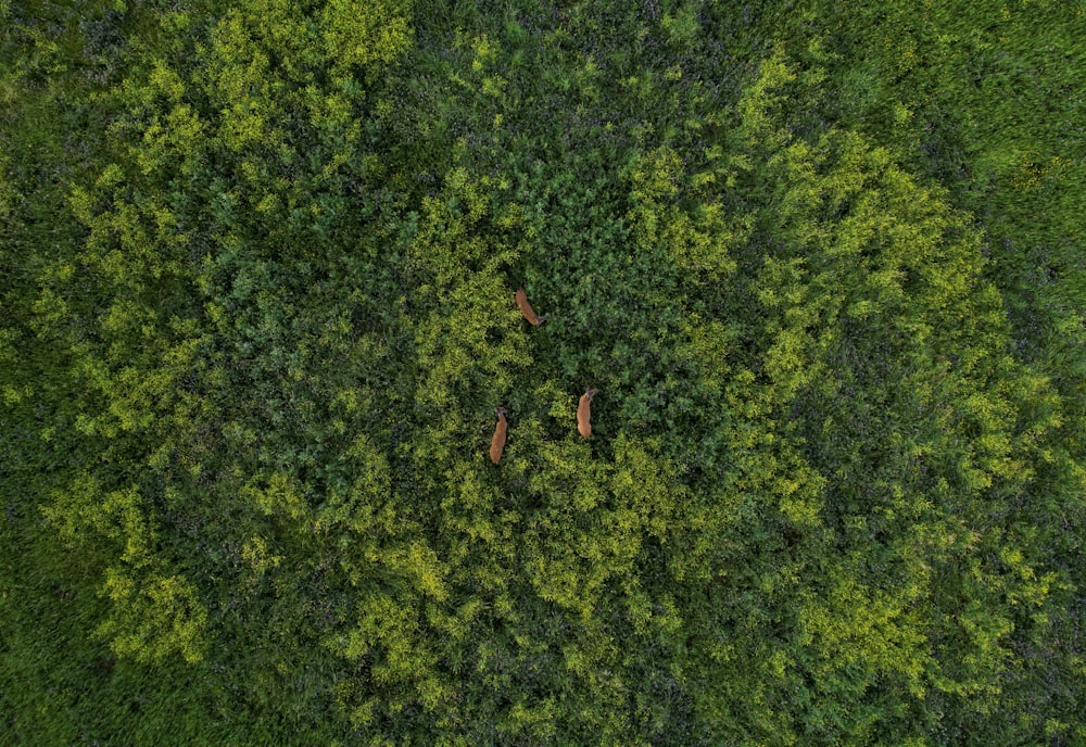 aerial view of green trees during daytime