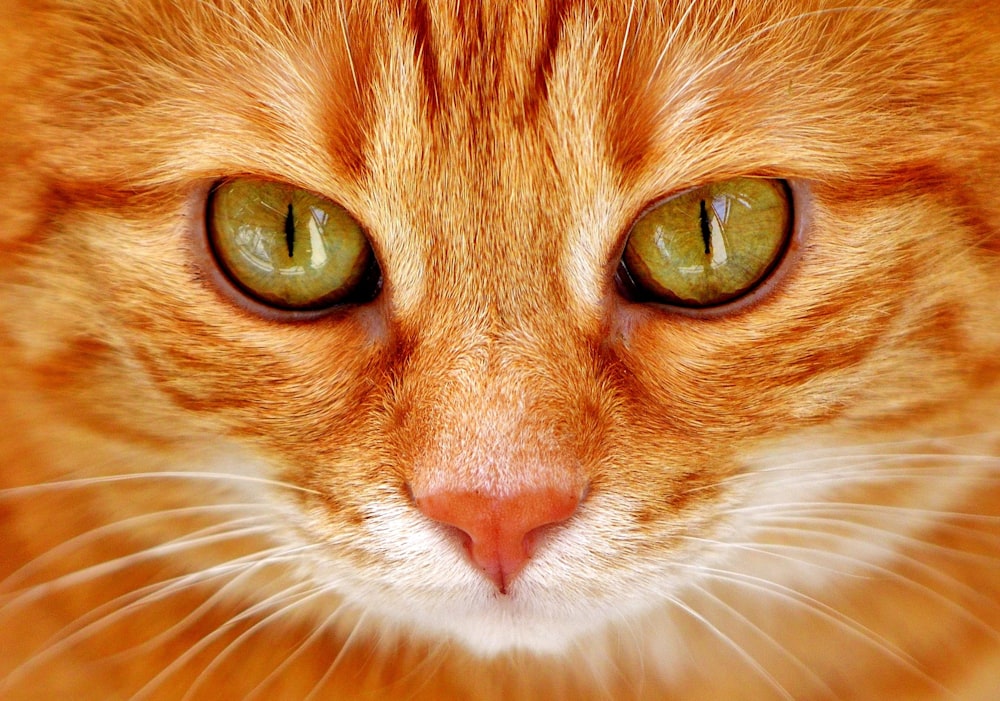 orange tabby cat in close up photography