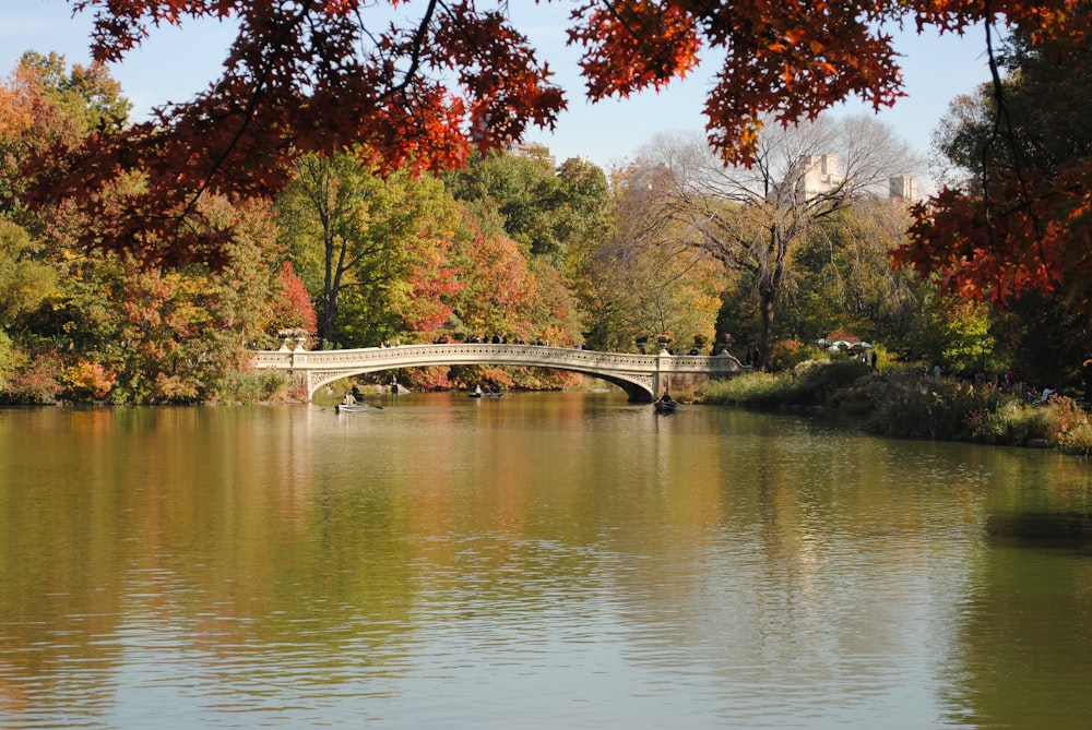 white bridge over river surrounded by trees