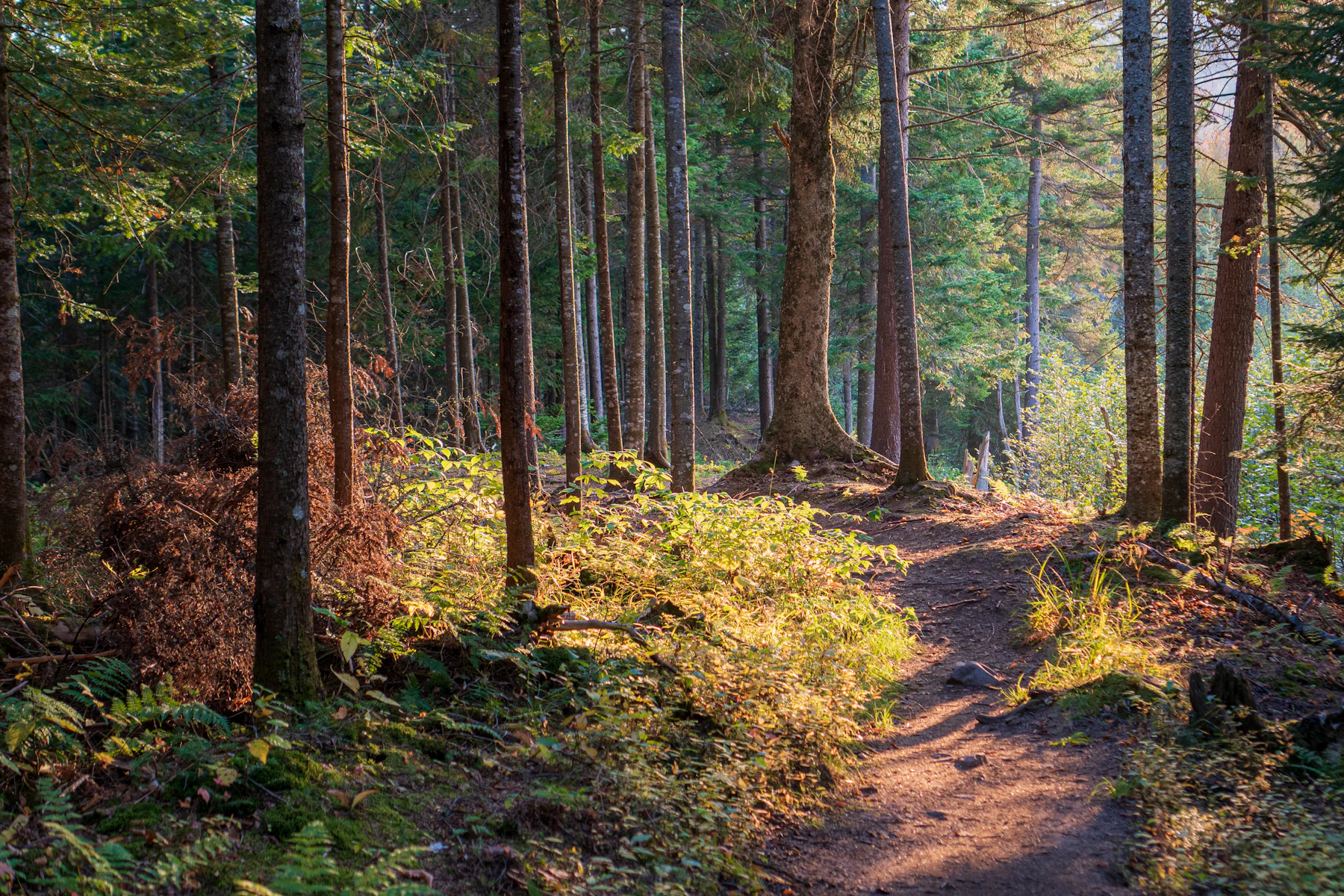 A dirt hiking trail through a Pacific Northwest forest