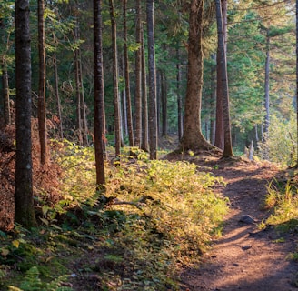 green trees on brown soil