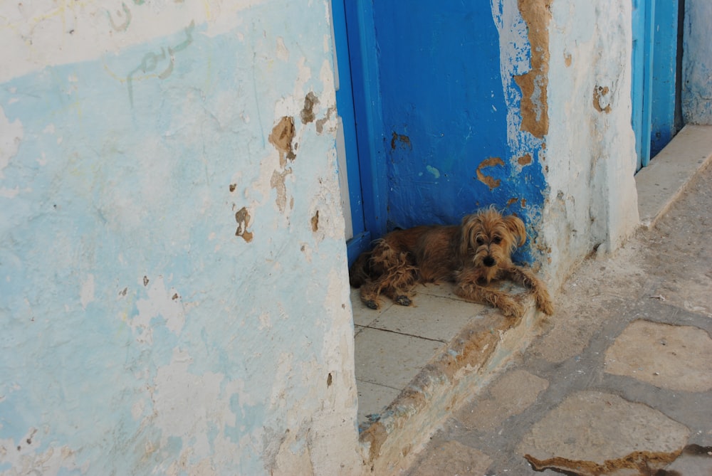 brown long coated small dog lying on white floor tiles