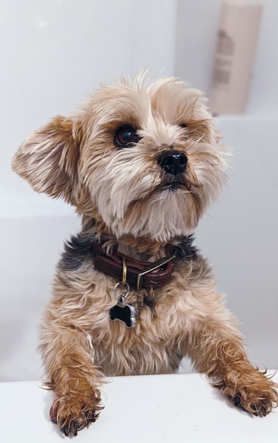 brown and black yorkshire terrier puppy