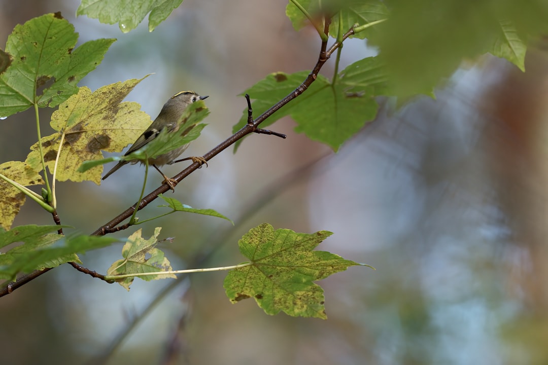 green and brown bird on green leaf during daytime