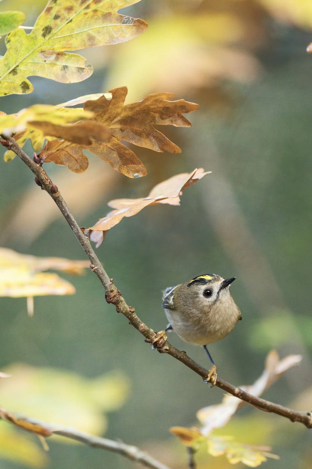 white and gray bird on brown leaves during daytime