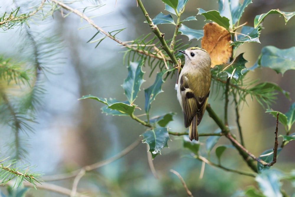 white and brown bird on tree branch during daytime