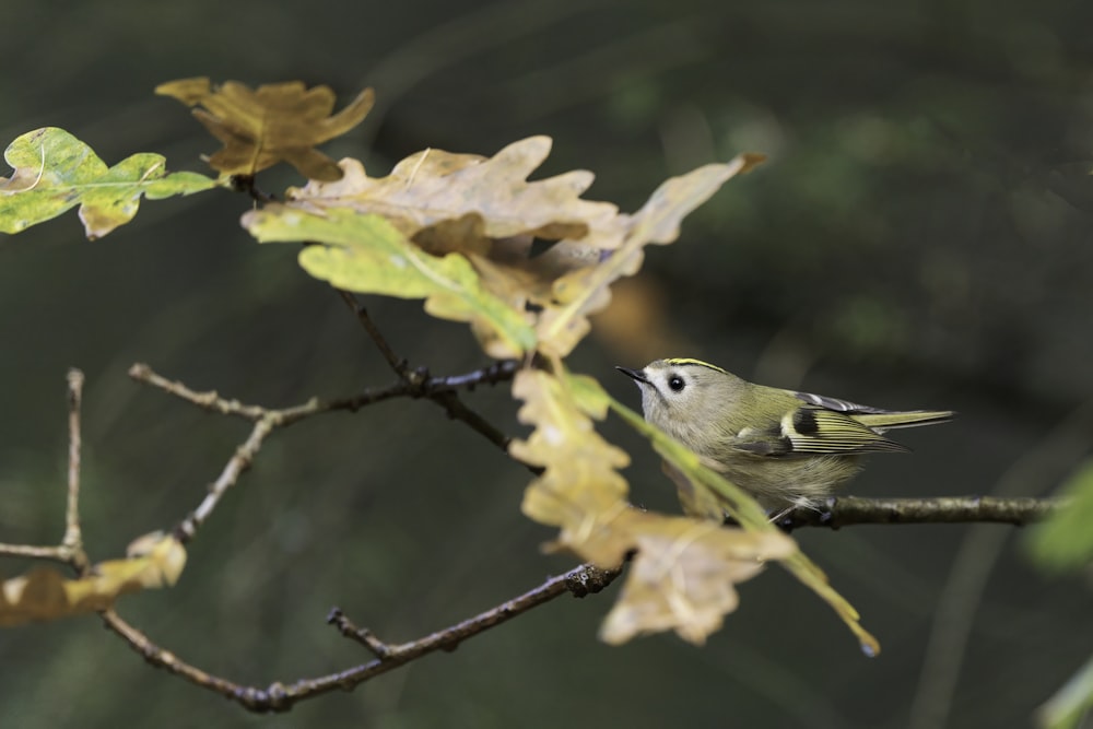 green and gray bird on brown tree branch during daytime