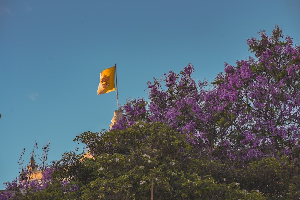 drapeau jaune sur l’arbre à fleurs violettes sous le ciel bleu pendant la journée