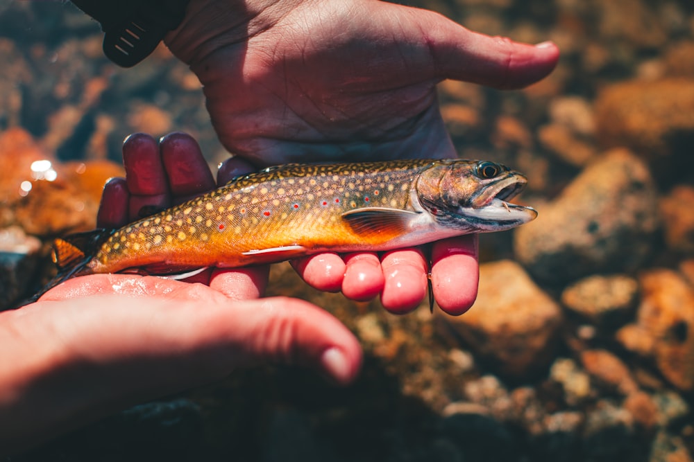 person holding yellow and silver fish