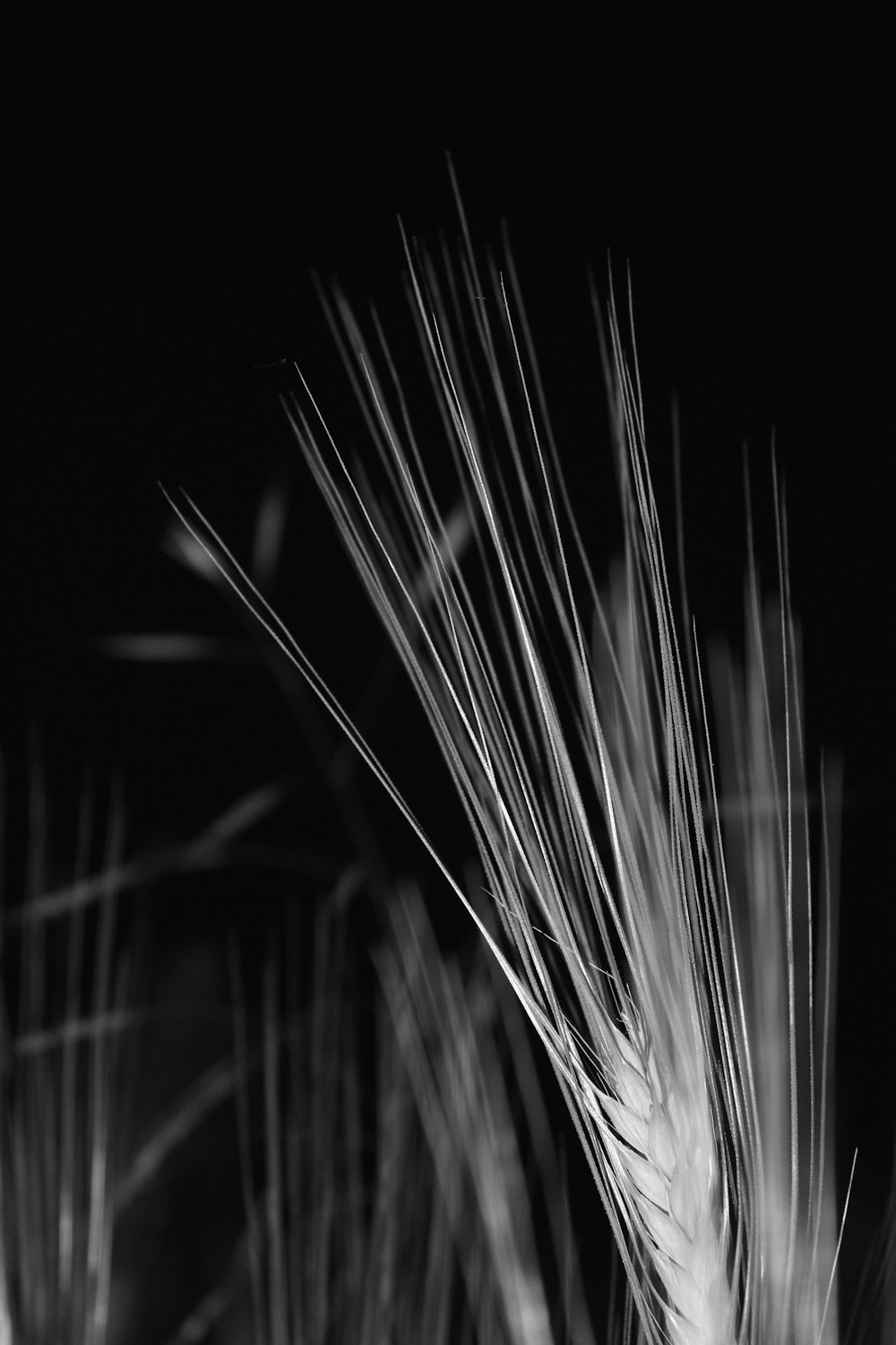 grayscale photo of grass during night time
