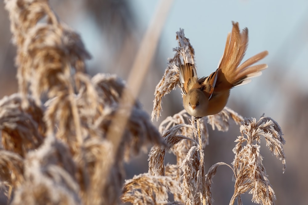 brown bird on brown wheat during daytime