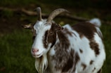 A goat with two curved horns and a long beard stands in a lush, green field. Its coat is a mix of white and dark brown patches, and it has a calm, curious expression.