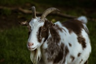 A goat with two curved horns and a long beard stands in a lush, green field. Its coat is a mix of white and dark brown patches, and it has a calm, curious expression.