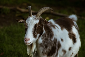 A goat with two curved horns and a long beard stands in a lush, green field. Its coat is a mix of white and dark brown patches, and it has a calm, curious expression.