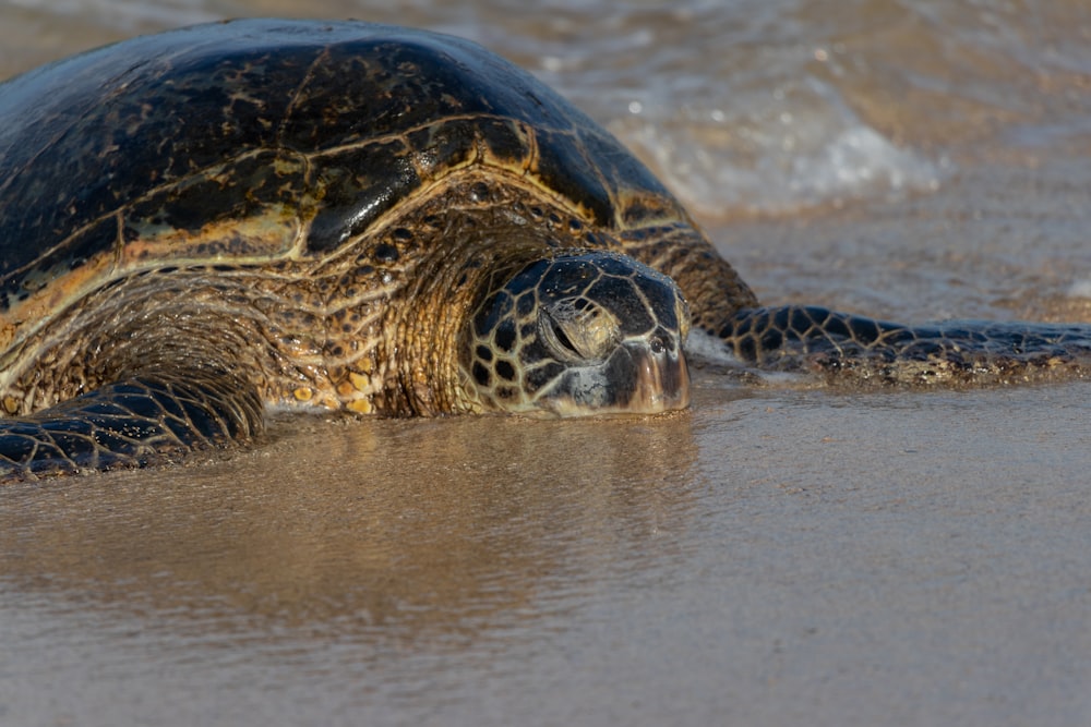 black and brown turtle on water