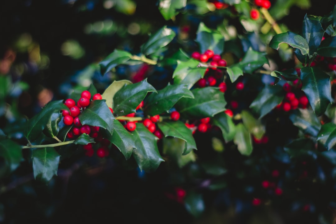 red and green leaves in tilt shift lens