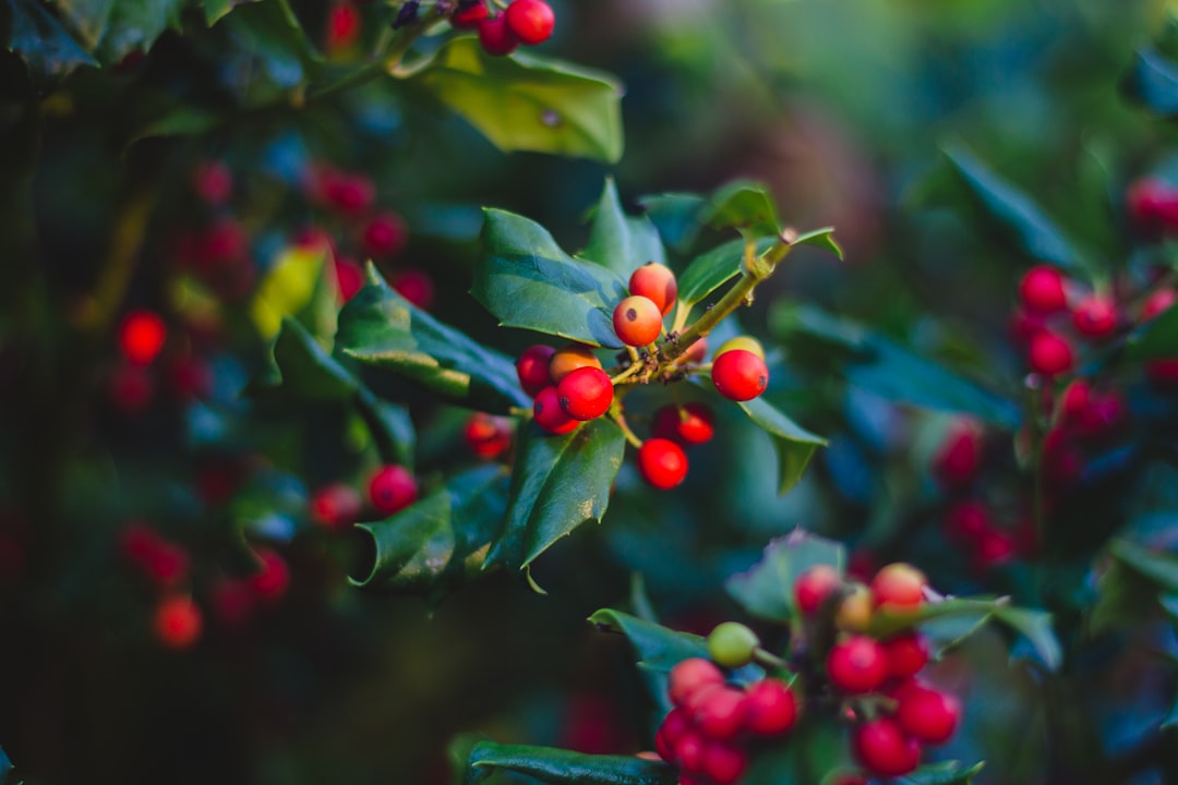 red and green round fruits