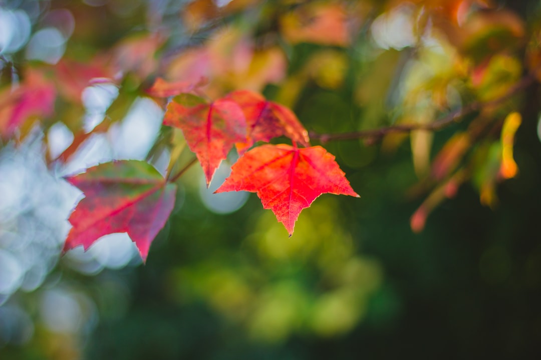 red maple leaf in tilt shift lens