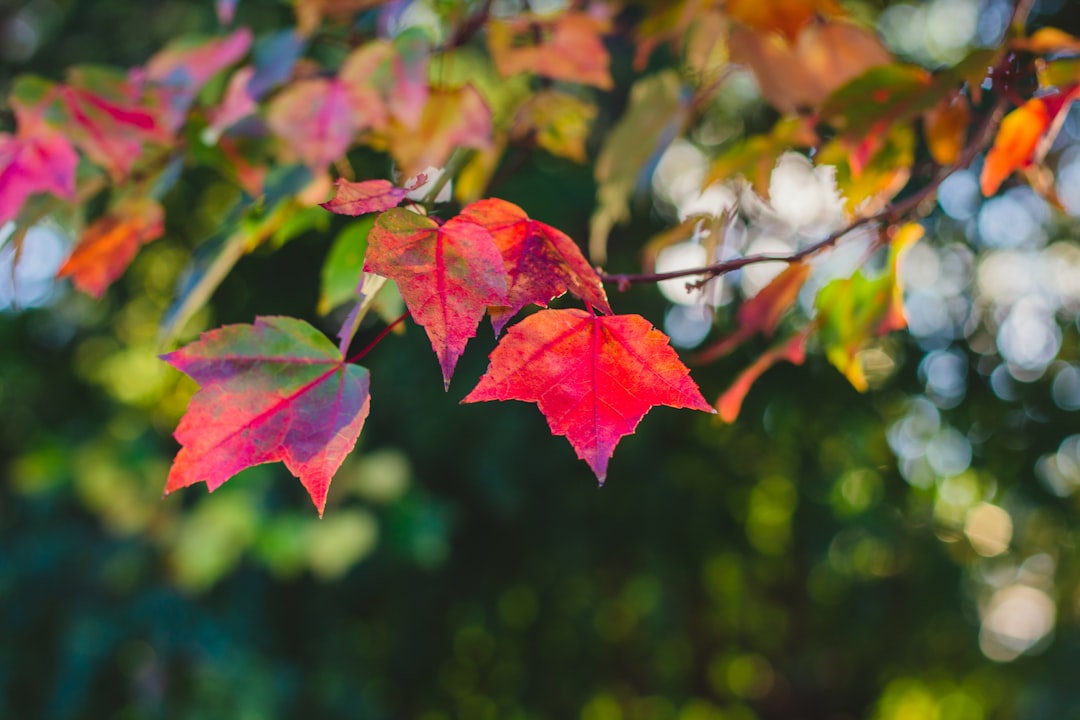 red and green maple leaf