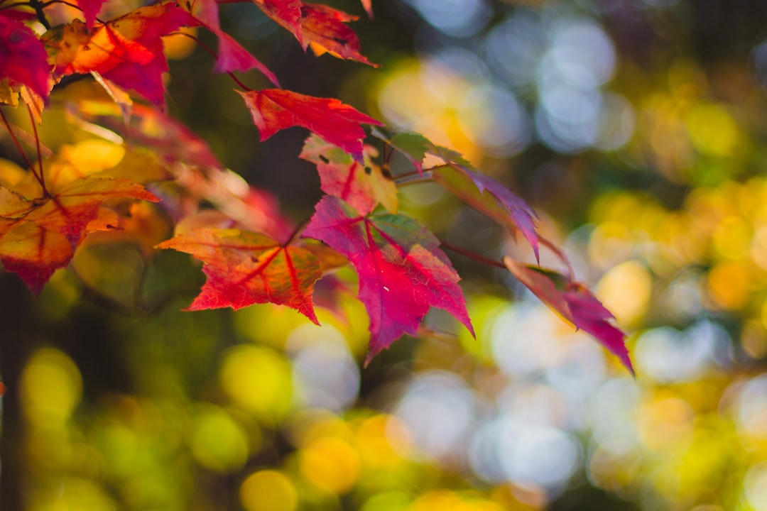 red and green maple leaves