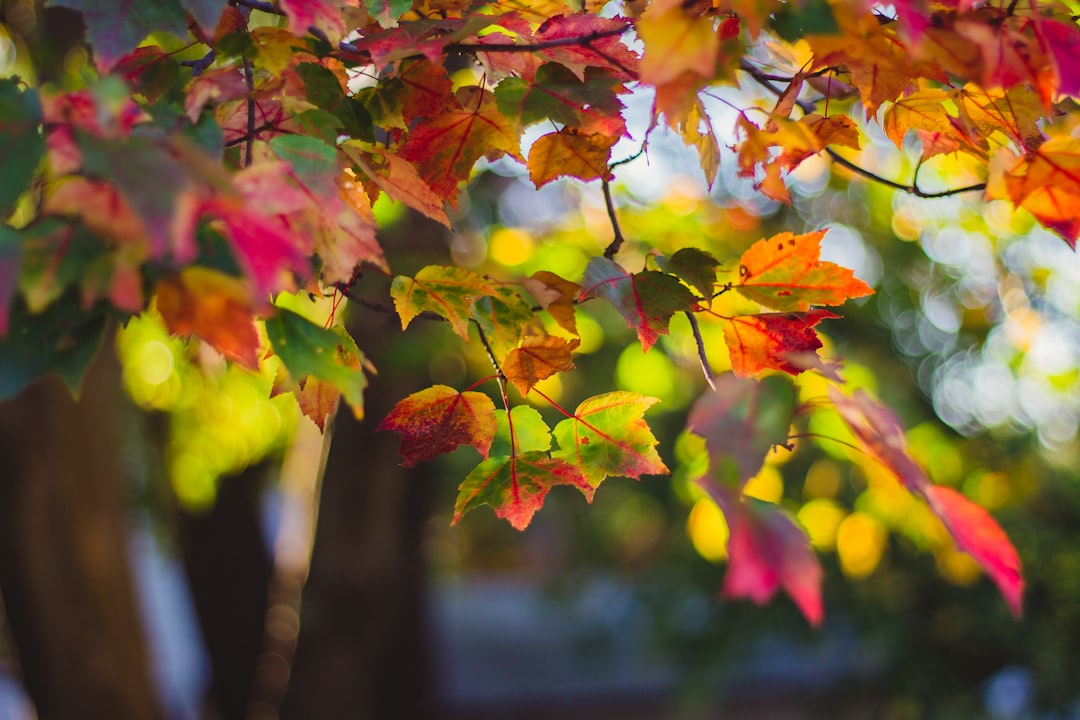 red and yellow maple leaves