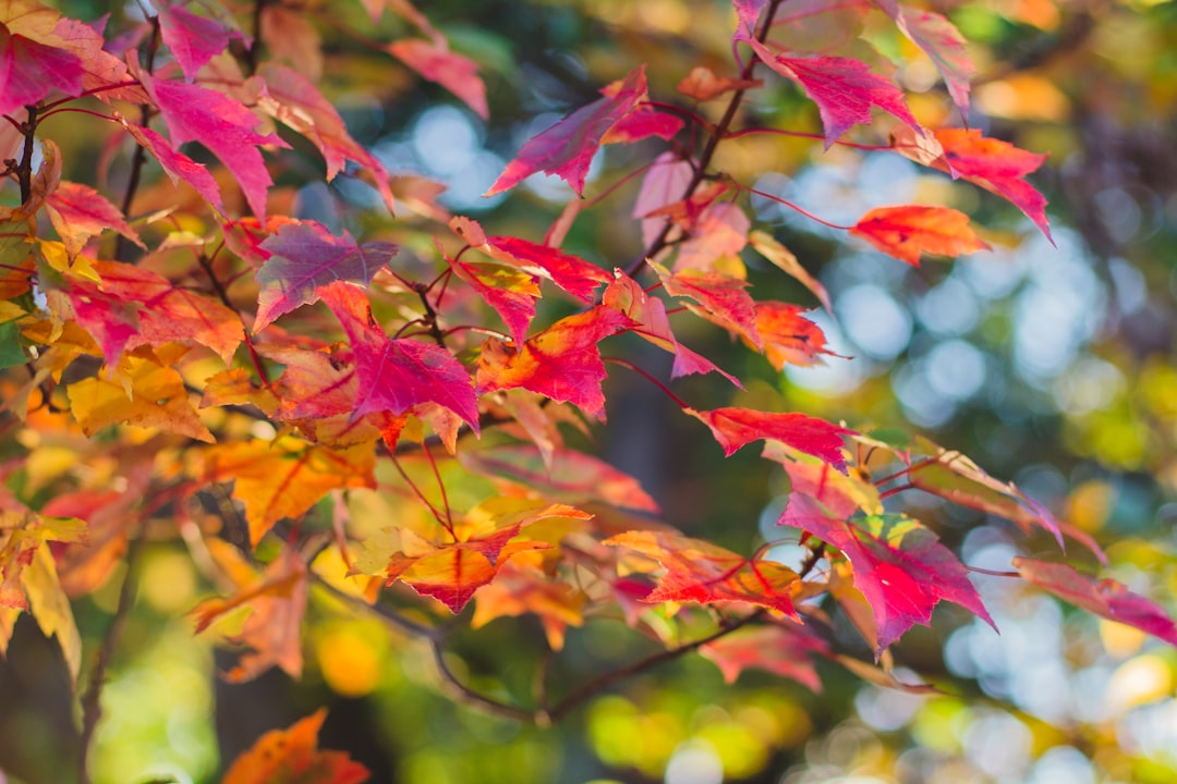 red and yellow leaves during daytime