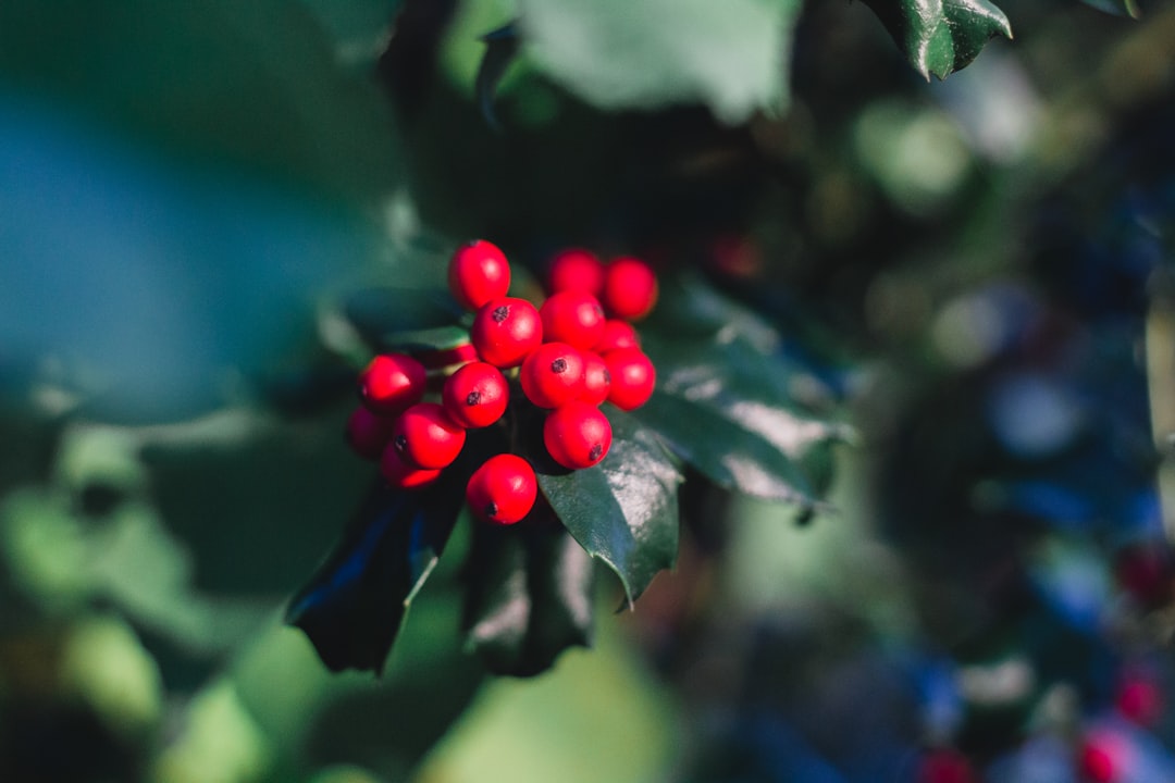 red round fruits in tilt shift lens