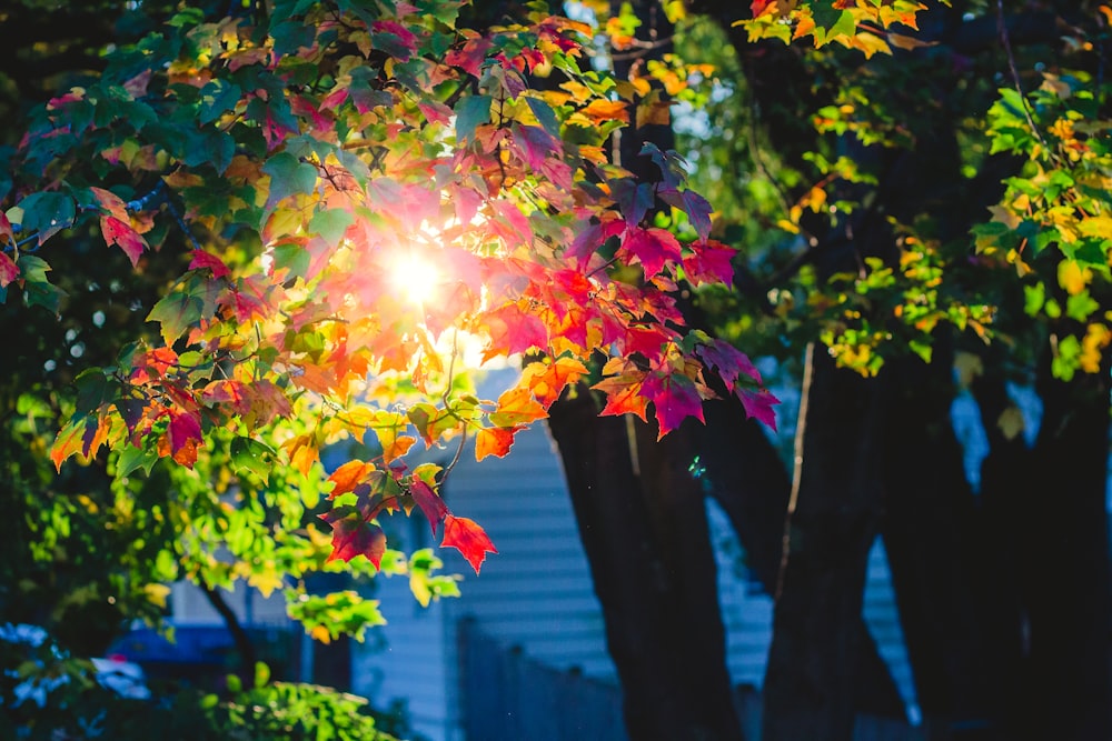 green and pink leaves on tree