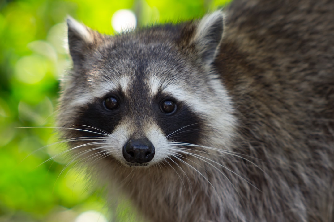  black and white animal in close up photography raccoon