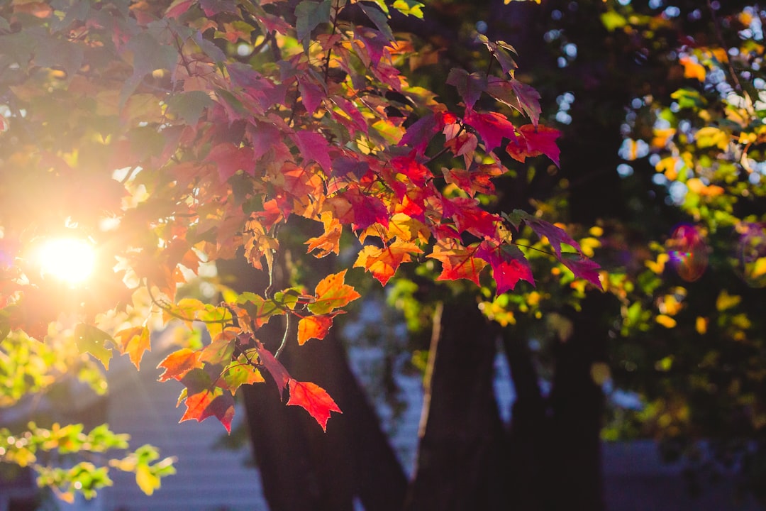 red and yellow maple leaves