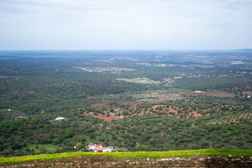 aerial view of green trees and houses during daytime