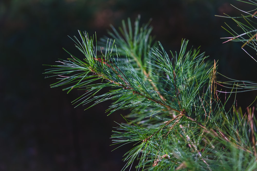 green pine tree leaves in close up photography