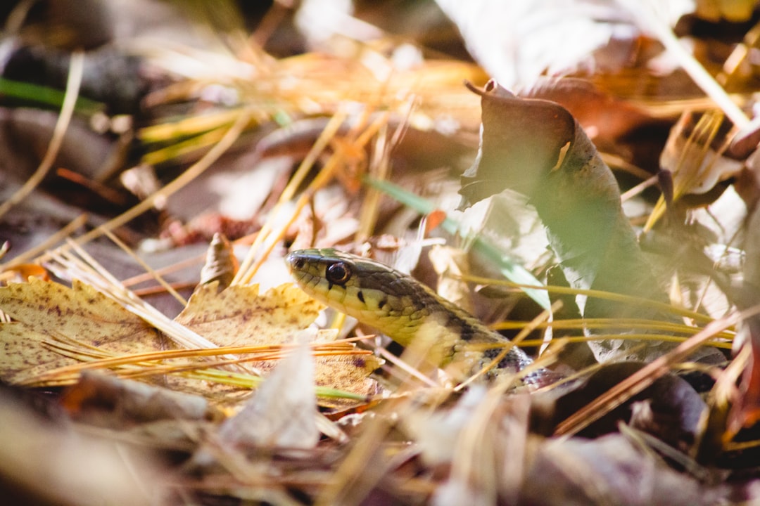 black and yellow snake on brown dried leaves