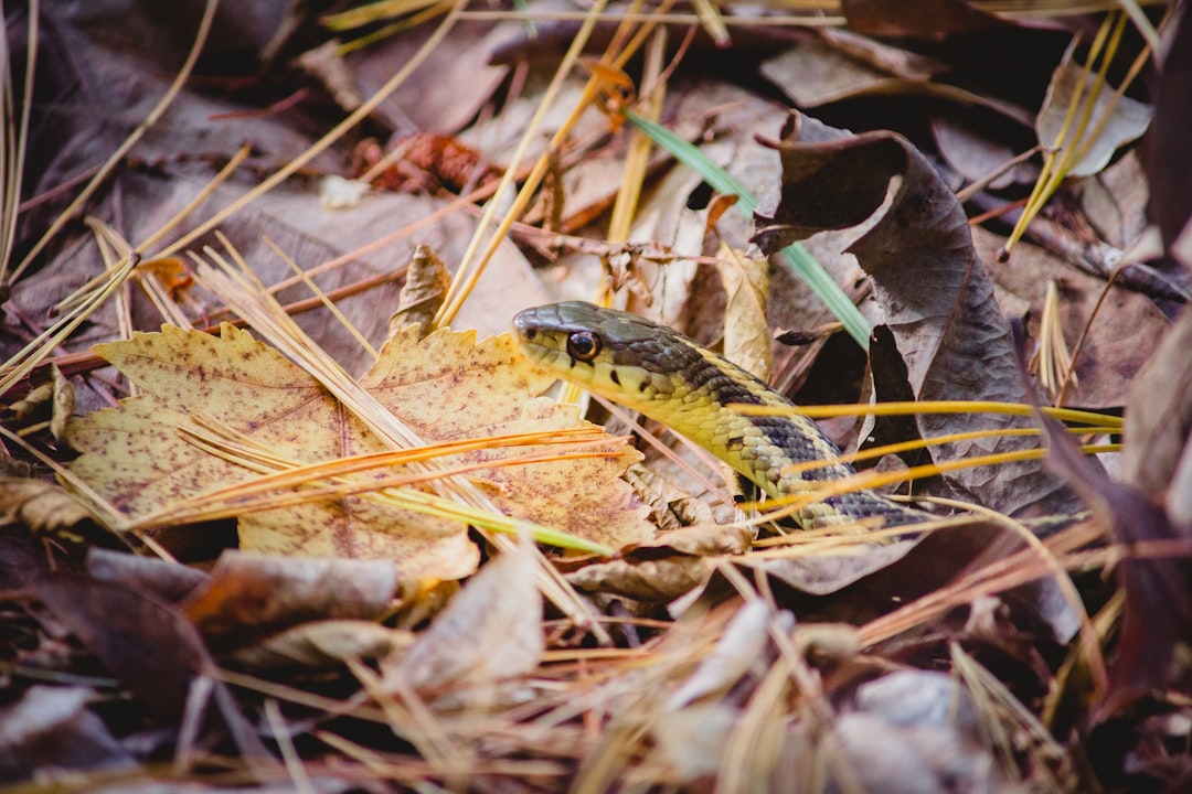 black and yellow snake on dried leaves